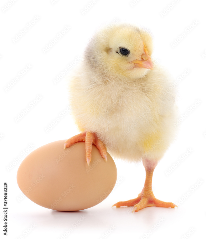 Obraz premium Chicken and egg.