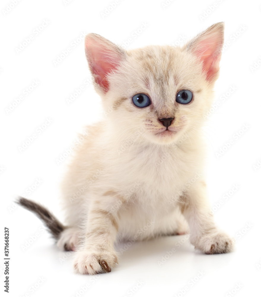 Obraz premium Kitten on white background.