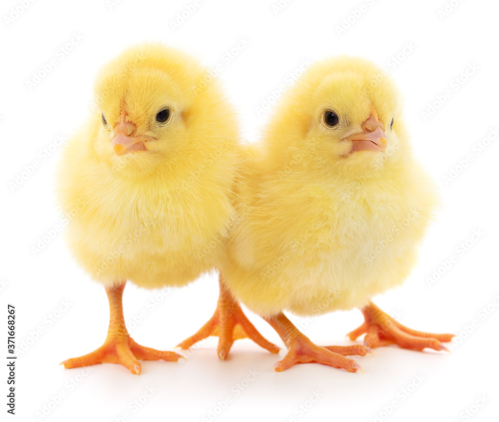 Two yellow chickens.