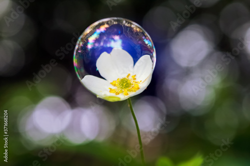 Flower inside a bubble