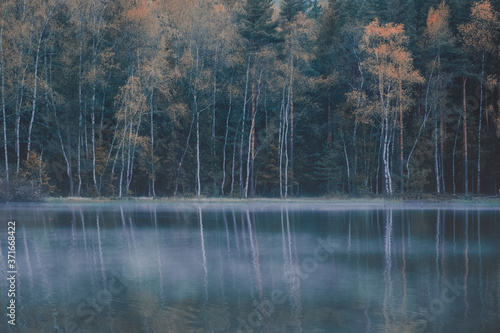 Fog on the lake in the northern forest. Spruce trees and yellow birches are reflected in the water