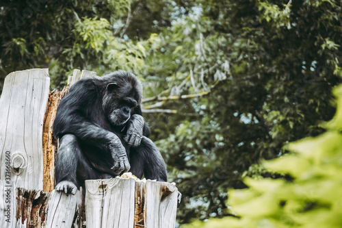 Singe chimpanzé assis sur un tronc d'arbre © PicsArt