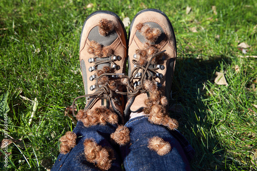 Burdock burrs stuck on hiking boots after walking outdoors Fototapet