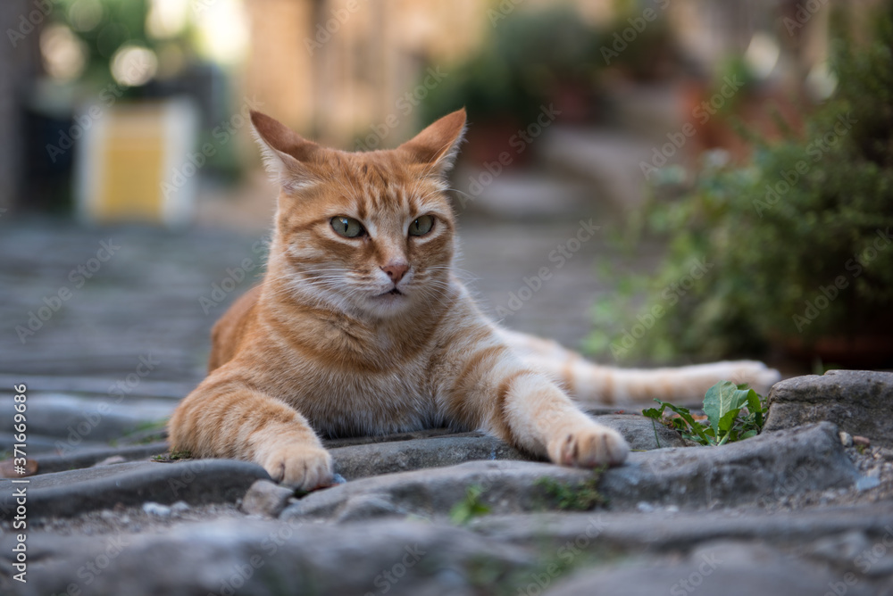 Orange cat resting on the streets of old town Hum in Croatia. Little cute orange cat.
