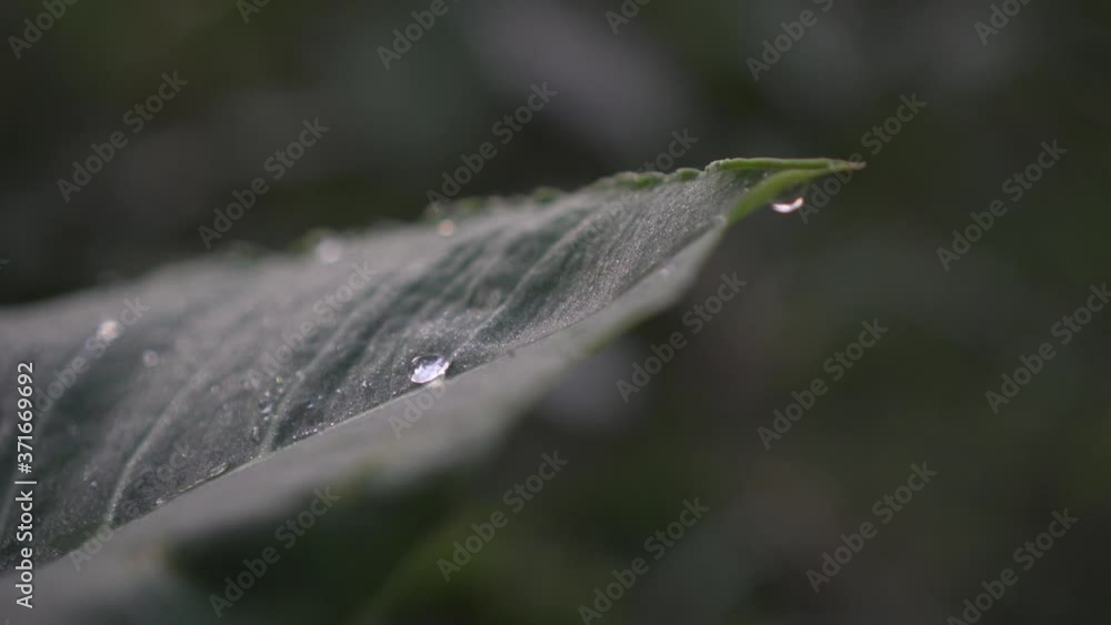 Gota de Agua Mesófilo