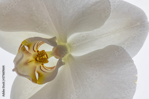 Phalaenopsis Orchid (Phalaenopsis taida 'Pinlong') photo