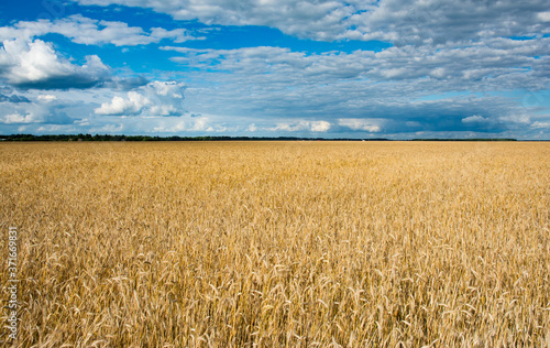 Agricultural landscape - beautiful wheat field of golden ears at harvest time.