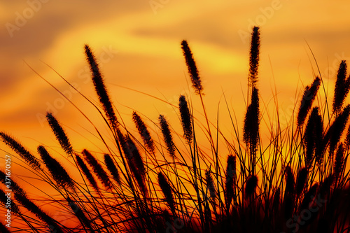 Tall feather grass with sunset sky background 