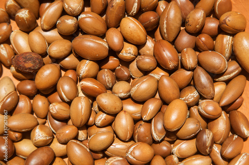 the nuts of the argan tree close-up of solar photo