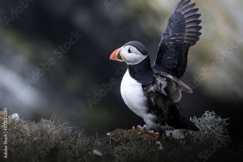 An Atlantic Puffin shakes the rain from its feathers. © Migara