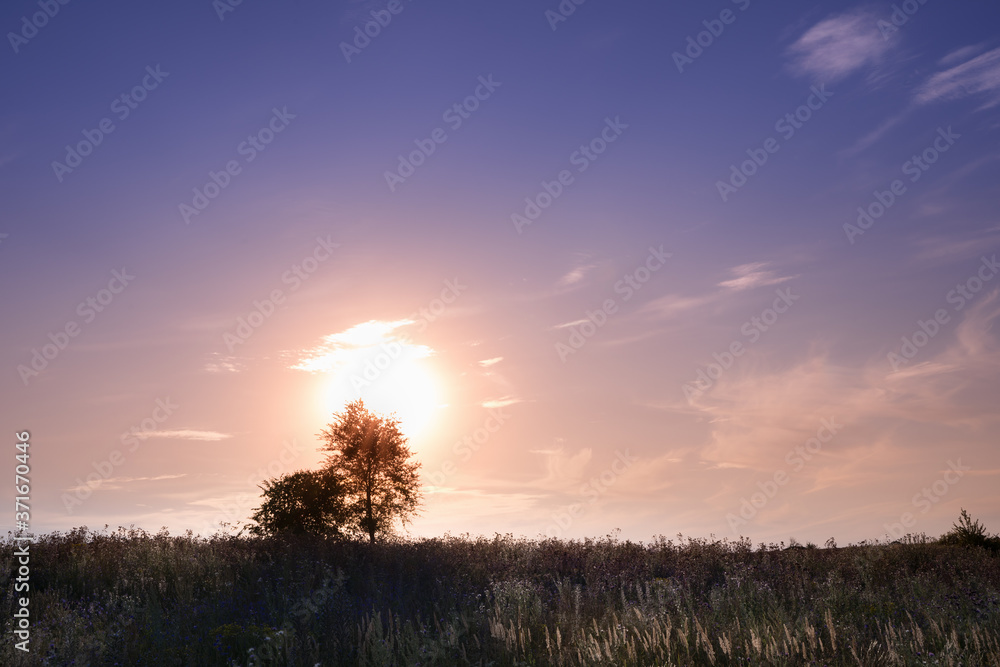 A purple sunset with the sun and two trees on the horizon fall into the center of the sun. Summer background, landscape. Concept of wild nature beauty.