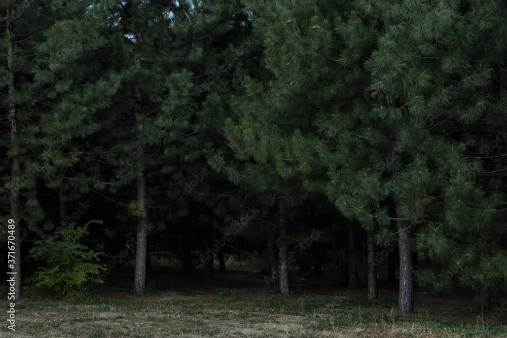 Obraz premium trees in the forest