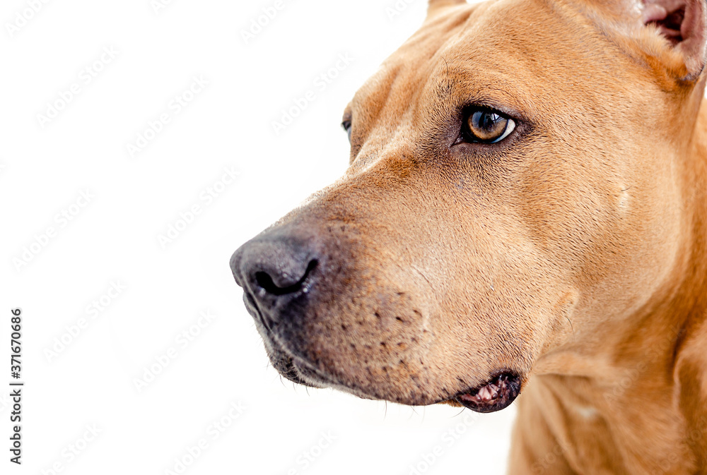 Close up American staffordshire terrier dog Close up American staffordshire terrier dog