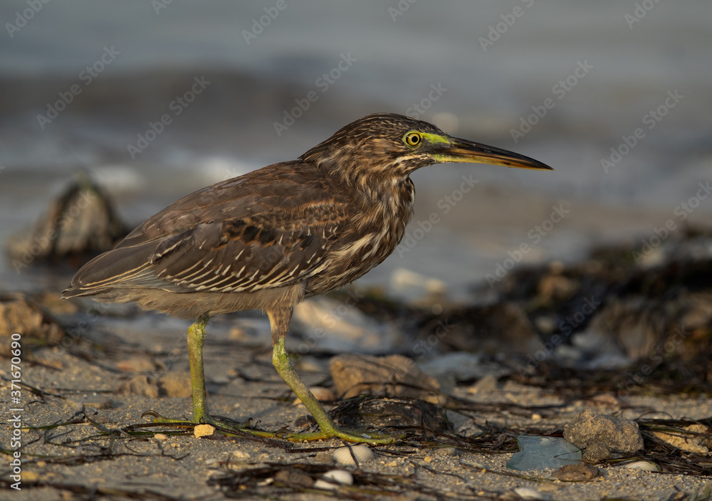 Obraz premium Striated Heron at Busaiteen coast of Bahrain