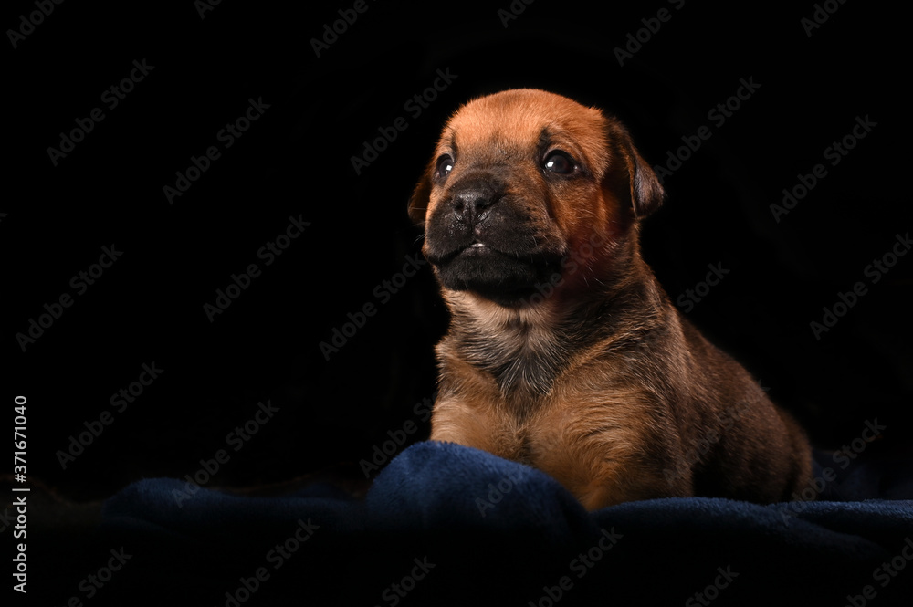 very cute Boerbull Puppy in a studio setup. Looking to the side. Very inspirational 