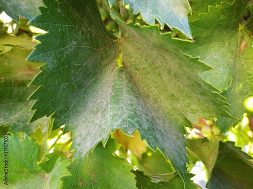 Grape disease plaque on leaves photo