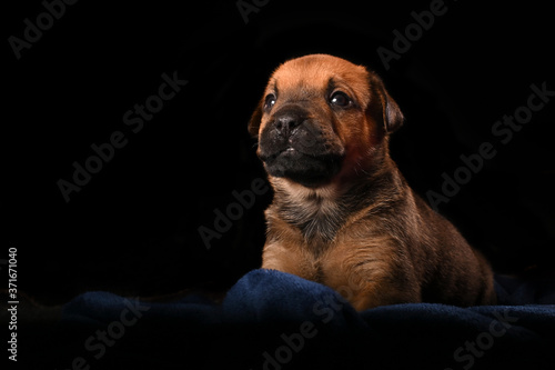 very cute Boerbull Puppy in a studio setup. Looking to the side. Very inspirational 
