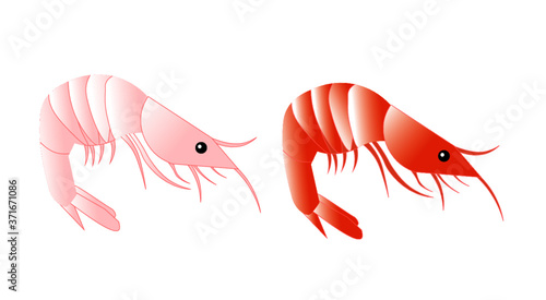 vector illustration of a shrimp