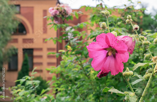 Pink flower of mallow (lat. Alcea rosea) on the background of a brick house.