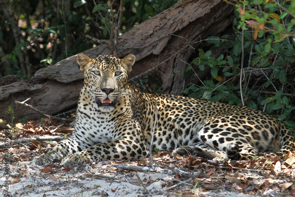 A male leopard is photographed relaxing in the shade. A male leopard is photographed relaxing in the shade.
