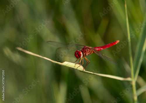 Red-veined darter perched on weed