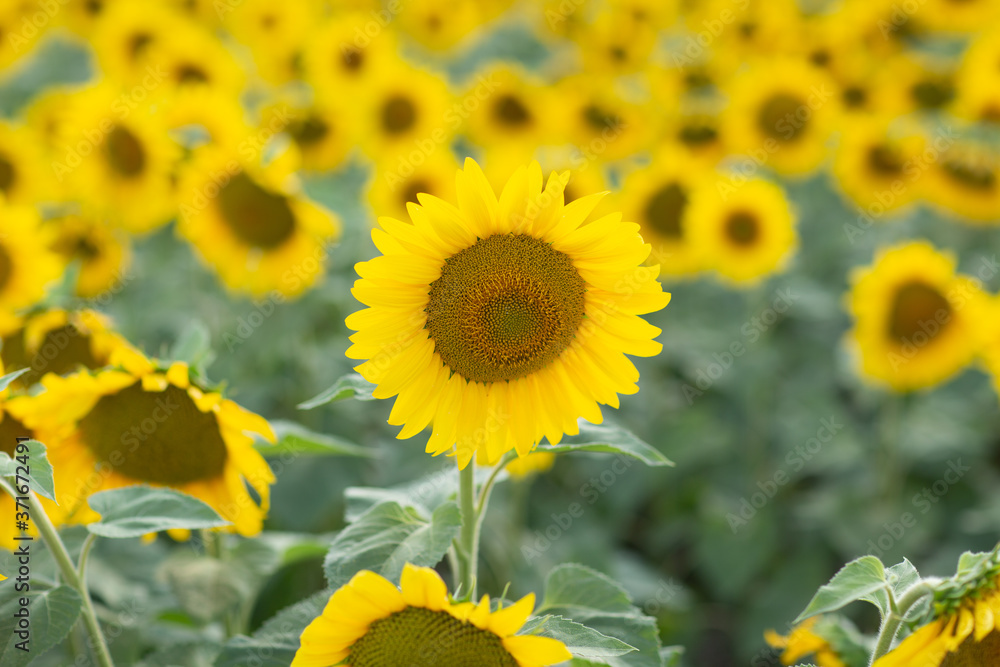 Field of blooming sunflowers. Sunflower oil source Field of blooming sunflowers. Sunflower oil source