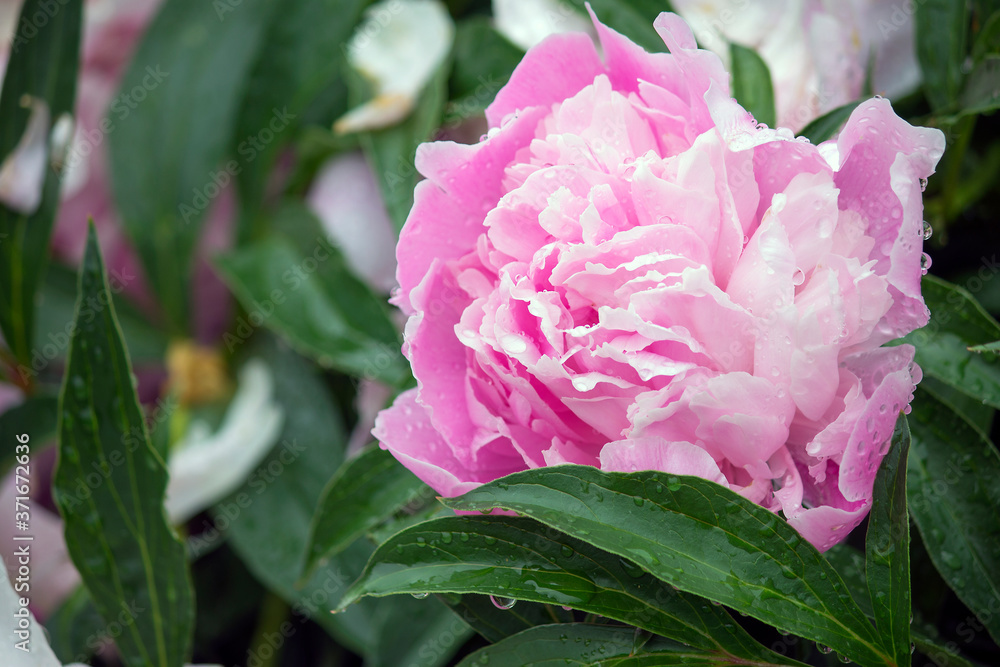 pink peony in the garden pink peony in the garden