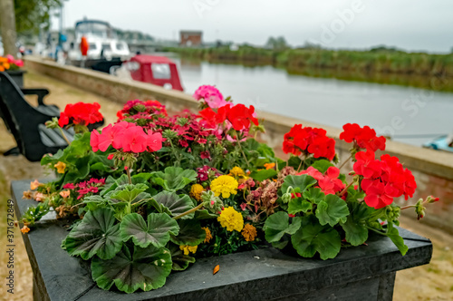 Close up of pretty flowers in a planter on the bank of the River Yare in Reedham