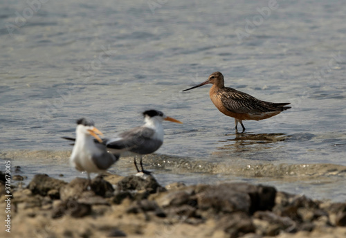 Bar-tailed Godwit in breeding plumage at Busiateen coast of Bahrain