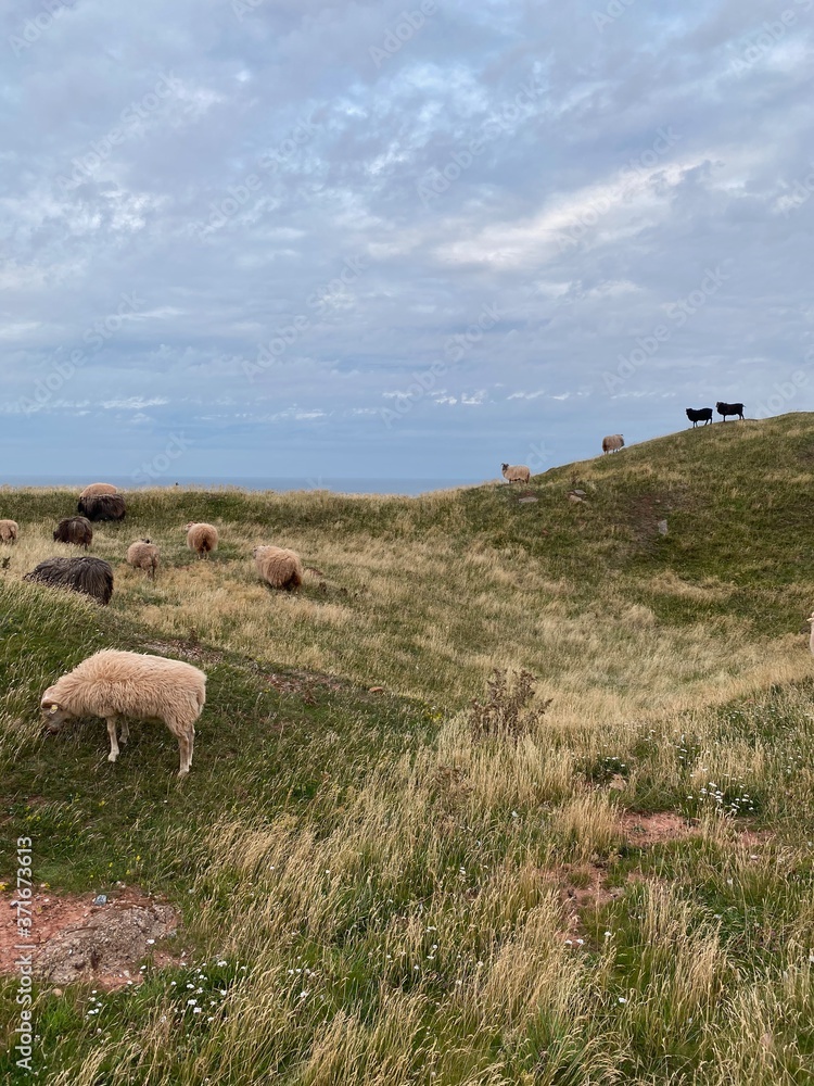 Fototapeta premium Schafe auf Helgoland