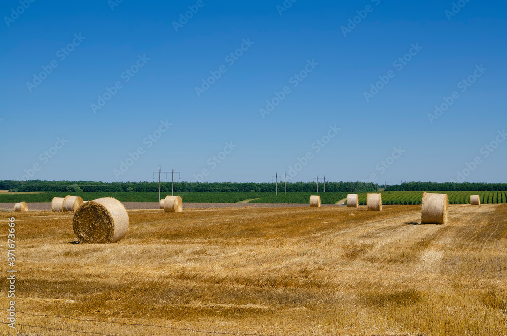 Fototapeta premium Straw bales on a harvested field. Agriculture field with sky.