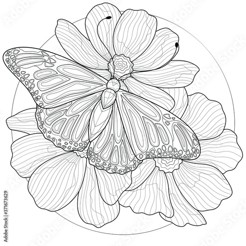 A butterfly sitting on a flowers.Coloring book antistress for children and adults. Black and white drawing.Zen-tangle style. © Екатерина Власенко