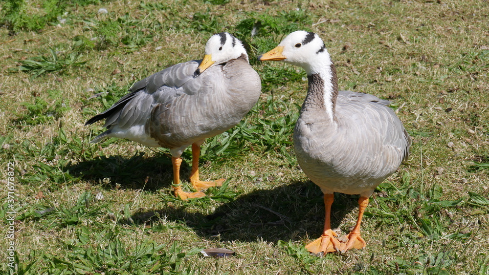 Gänse Gänse