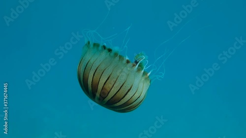 Slow motion. Closep-up of Compass jellyfish (Chrysaora hysoscella) swim in the blue water in sunrays. Adriatic Sea, Montenegro, Europe photo