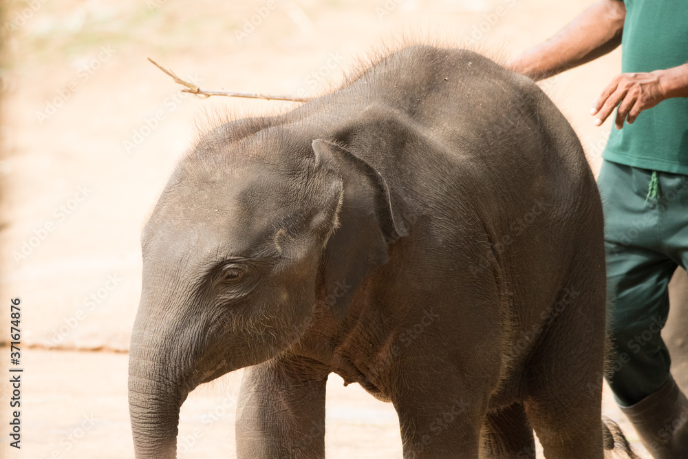 Naklejka premium Elephant safari portrait closeup