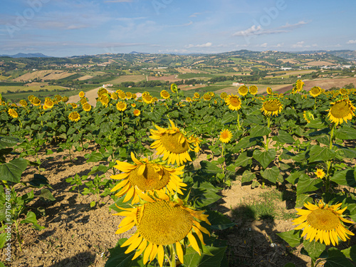 Fotobehang Campos de girasoles en Staffolo, provincia de Ancona, Italia, verano de 2019