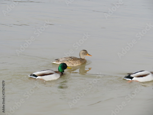 Beautiful Colorful birds great swimmers and fishers on the river photo