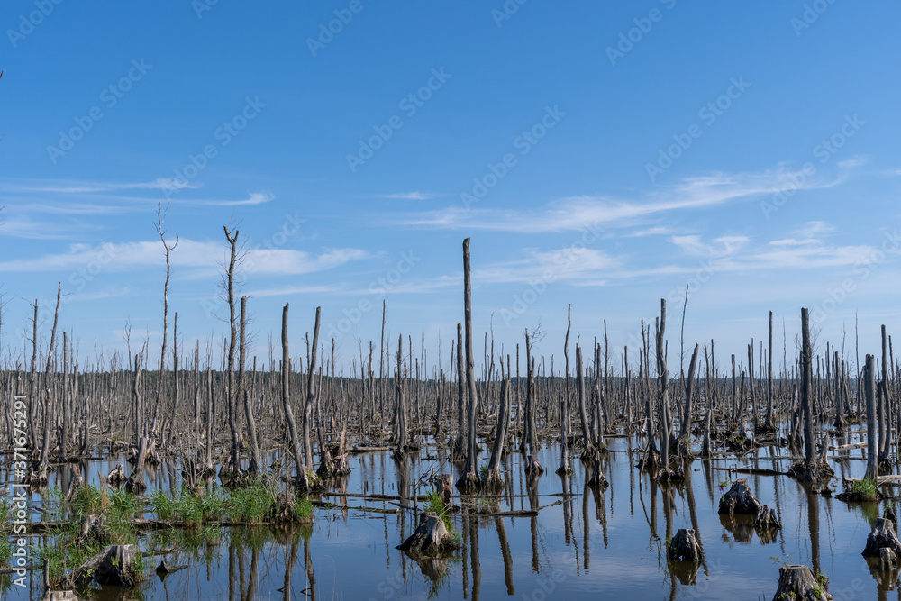 Moorland in the Peene Valley, Germany near the isle Usedom, where a dead forest is seen, consisting only of towering bare trunks. Moorland in the Peene Valley, Germany near the isle Usedom, where a dead forest is seen, consisting only of towering bare trunks.