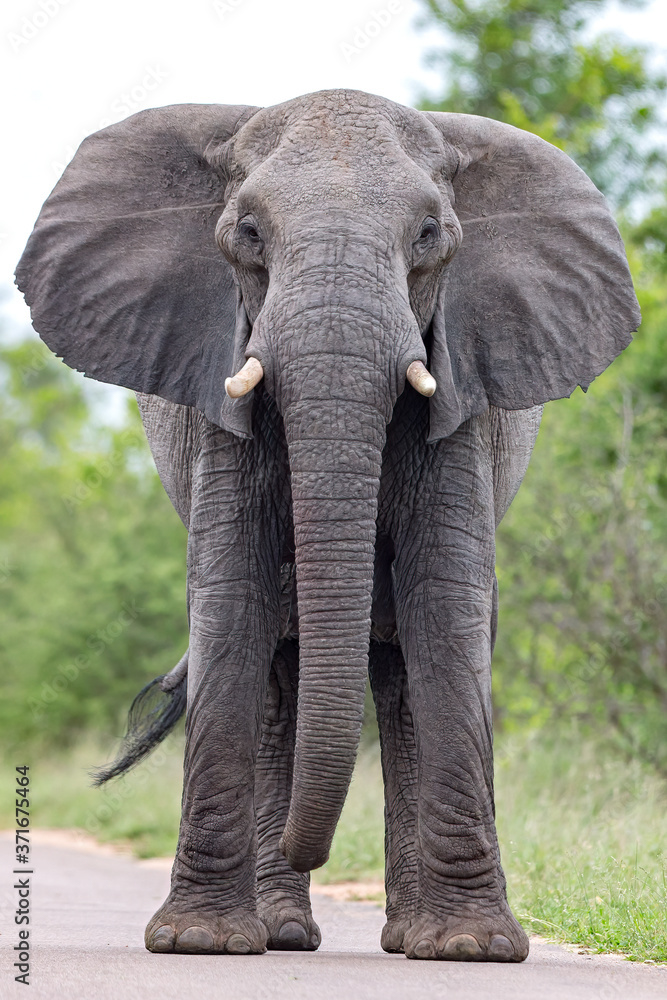 Obraz premium Elephant