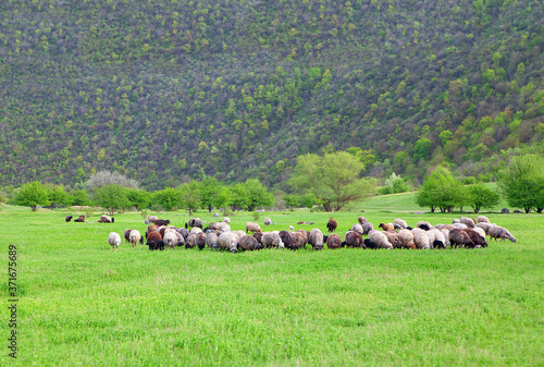 Flock of sheep on the meadow . Green spring nature with domestic animals 