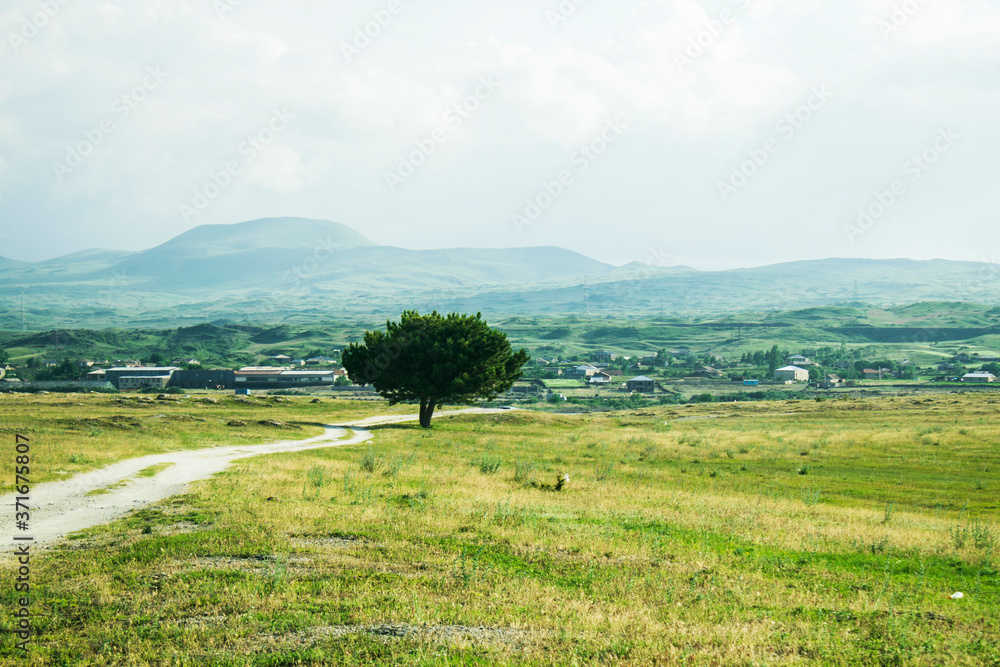 Fototapeta premium dirt road and lonely tree