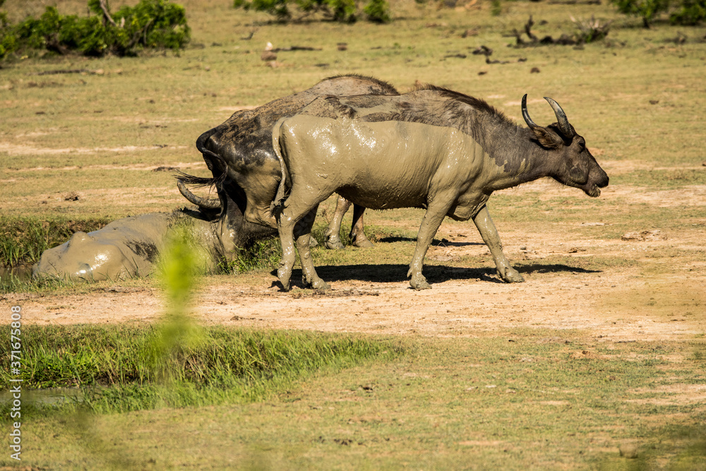Fototapeta premium Muddy water buffalo bathing in the water