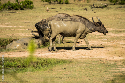 Muddy water buffalo bathing in the water