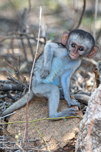 Schilderij op canvas Vervet Monkey Baby