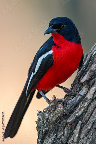 Crimson Breasted Shrike