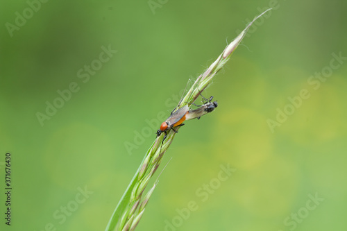 A closeup shot of insects on a green wheat under the sunlight © Embreuš Marko