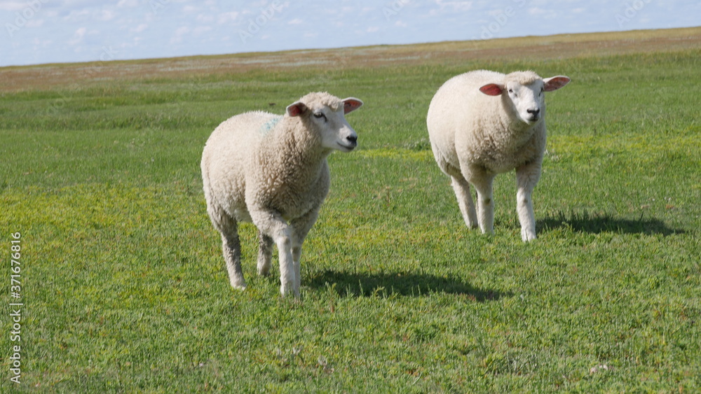 Obraz premium Schafe