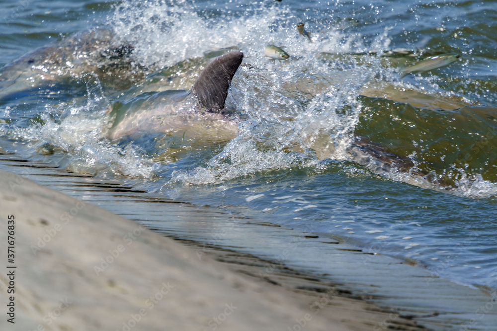 Obraz premium Kiawah River Dolphins Strandfeeding, Viewed From Seabrook Island