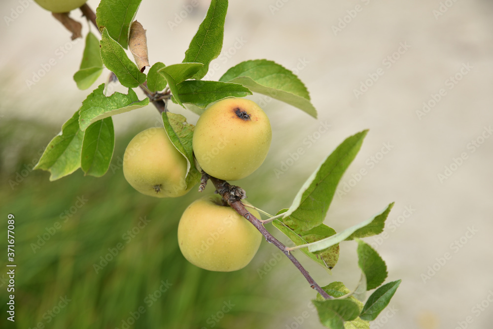 Pommes jaunes sur l'arbre au jardin Pommes jaunes sur l'arbre au jardin