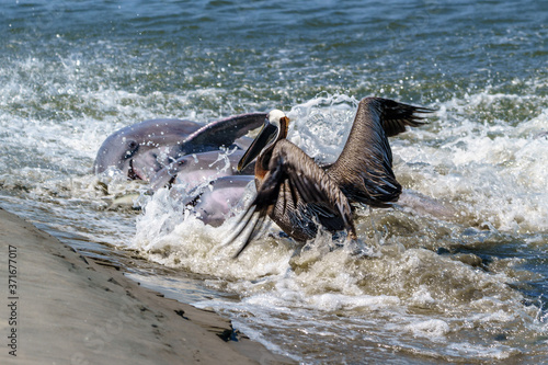 Kiawah River Dolphins Strandfeeding, Viewed From Seabrook Island © Jeff